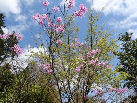 強羅花扇 ブログ 植物探検記 標高の高い場所で咲く花