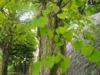 「桂の木」(Katsura Tree at Gorahanaougi)