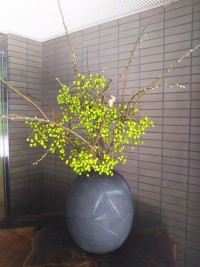 「せんだん」(Sendan Tree)