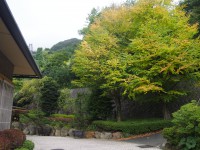 「桂の木」(Katsura Tree at Gorahanaougi)