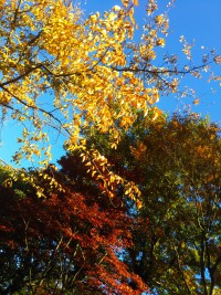 「今日の様子です」（It Feels Like Autumn is Setting in）