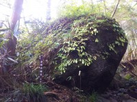 「金時宿り石」（A Broken Rock in Mt. Kintoki）