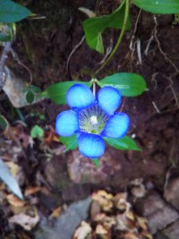 「山の中の花」（Ezorindou ?）