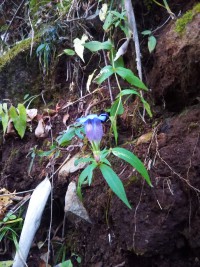 「山の中の花」（Ezorindou ?）