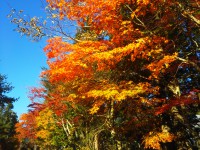 「きてます！赤くなってきてます！」（Autumn Leaves）