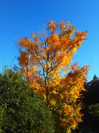 「きてます！赤くなってきてます！」（Autumn Leaves）