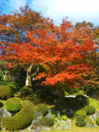 「きてます！赤くなってきてます！」（Autumn Leaves）