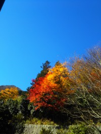 「秋の一日」（Ideal Weather）