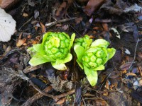 「春近し」（Japanese Butterbur Scape）