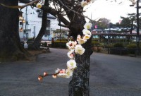 「小田原城の梅の花」（Odawara Plum Blossoms）