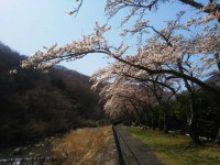 「宮城野 桜開花状況」（Miyagino ～The Best Cherry Blossom Spot in Hakone～）