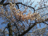 「宮城野 桜開花状況」（Miyagino ～The Best Cherry Blossom Spot in Hakone～）