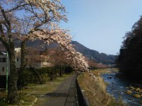 「宮城野 桜開花状況」（Miyagino ～The Best Cherry Blossom Spot in Hakone～）