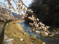 「宮城野 桜開花状況」（Miyagino ～The Best Cherry Blossom Spot in Hakone～）