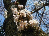 「宮城野 桜開花状況」（Miyagino ～The Best Cherry Blossom Spot in Hakone～）