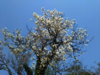 「箱根の春」（Spring in Hakone）