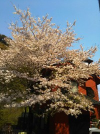 「箱根の春」（Spring in Hakone）