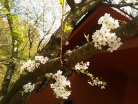 「箱根の春」（Spring in Hakone）