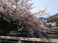 「箱根の春」（Spring in Hakone）