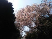 「箱根の春」（Spring in Hakone）