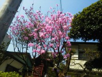 「箱根の春」（Spring in Hakone）