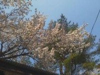 「箱根の春」（Spring in Hakone）