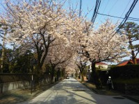 「小田原の西海子小路」（Saikachi Road (Sakura Spot) in Odawara）