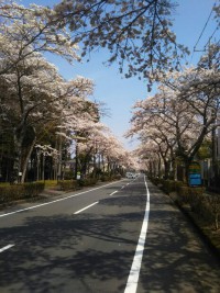 「御殿場の桜１」（Cherry Blossom in Gotemba 1）