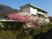 「宮城野 桜開花状況２」（Miyagino２ ～The Best Cherry Blossom Spot in Hakone～）