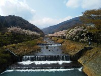 「宮城野 桜開花状況２」（Miyagino２ ～The Best Cherry Blossom Spot in Hakone～）