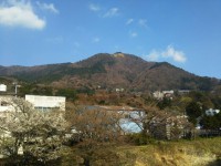 「宮城野 桜開花状況２」（Miyagino２ ～The Best Cherry Blossom Spot in Hakone～）