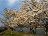 「御殿場の桜２」（Cherry Blossom in Gotemba 2）