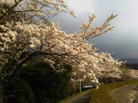 「御殿場の桜２」（Cherry Blossom in Gotemba 2）