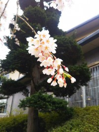 「強羅花扇の枝垂桜」（Weeping Cherry Tree）