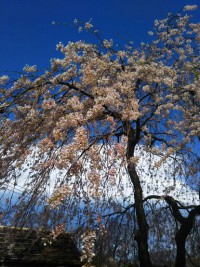 「強羅花扇の枝垂桜２」（Weeping Cherry Tree 2）