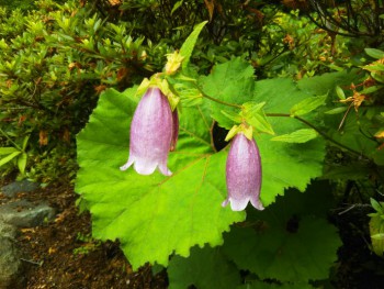 「本日は晴天」（Japanese Bellflower）