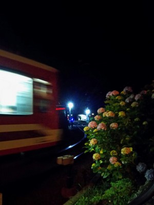 「あじさいと登山電車」（Hydrangea and Tozan Train）