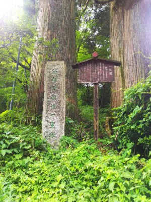 「元箱根の杉並木」（Cedar Avenue in Hakone）