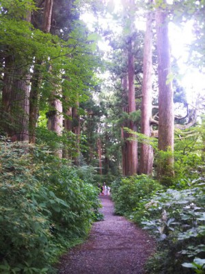 「元箱根の杉並木」（Cedar Avenue in Hakone）