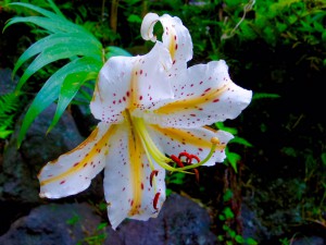 「夏の花」（Flowers of summer）