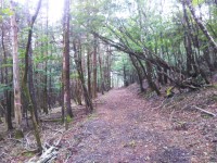 「富士山原生林ハイキング」（The Gotemba 5th Station in Mt. Fuji）