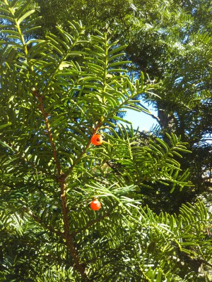 「終日好天でした」（Japanese Yew）