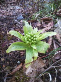 「蕗の薹」（The Feel of Spring is in the Air)