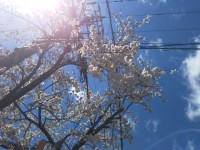 「箱根・宮城野の桜の状況です」（Cherry Trees in Miyagino District, Hakone）