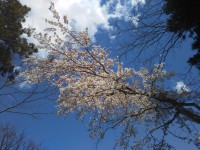 「強羅の桜」（Sakura trees are fully bloomed in Gora District）