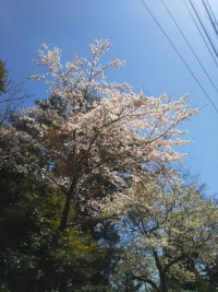 「強羅の桜」（Sakura trees are fully bloomed in Gora District）