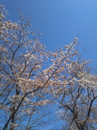 「強羅の桜」（Sakura trees are fully bloomed in Gora District）