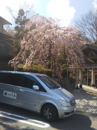 「強羅花扇の枝垂桜も咲きました」（The Weeping Cherry Tree in Gora Hanaougi）