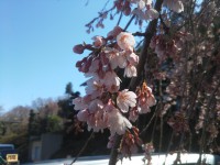 「強羅花扇の枝垂桜も咲きました」（The Weeping Cherry Tree in Gora Hanaougi）