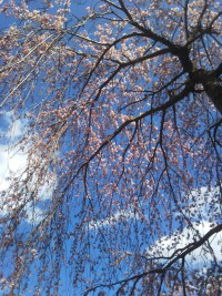 「強羅花扇の枝垂桜も咲きました」（The Weeping Cherry Tree in Gora Hanaougi）